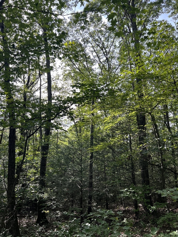 Lot 8 Southbridge Road Warren, MA 01083 - Photo 2 of 3 a view of a trees