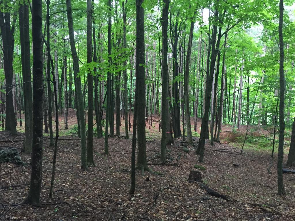 Lot 6 Phillips Hill Road Jacksonville, VT 05342 - Photo 1 of 1