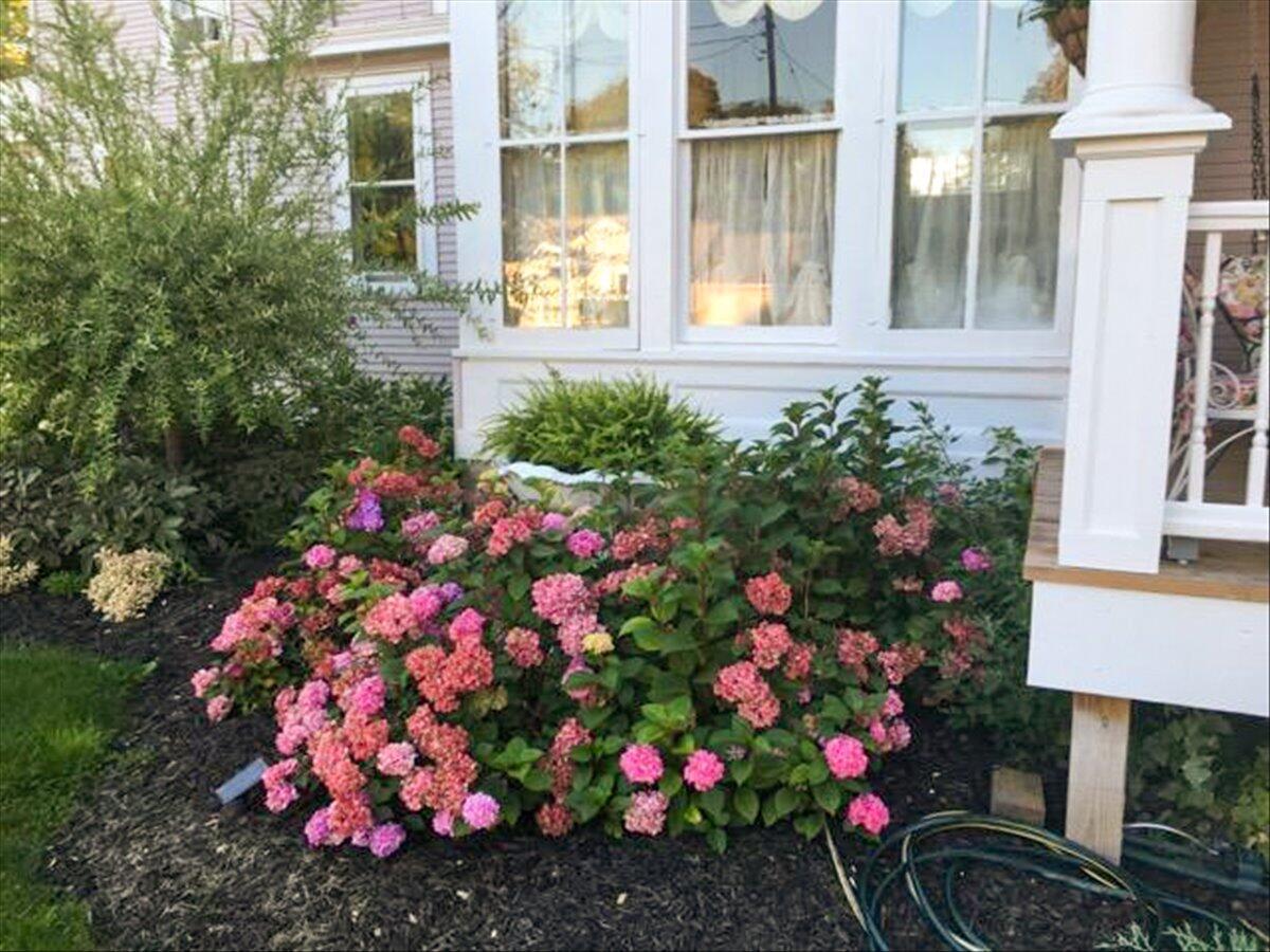 461 5th Street Manistee, MI 49660 - Photo 78 of 89 Colorful hydrangea around home