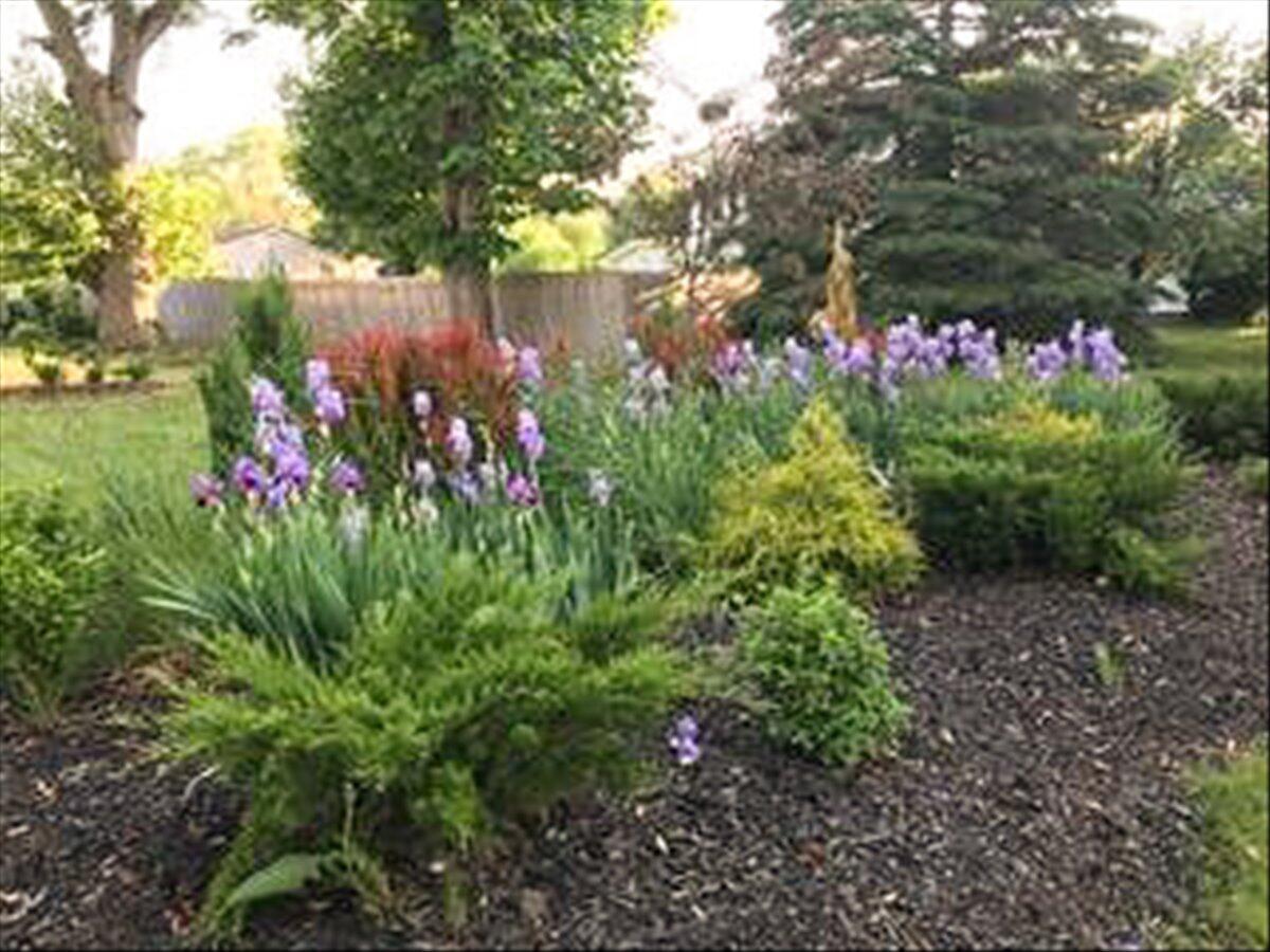 461 5th Street Manistee, MI 49660 - Photo 80 of 89 lovely iris in flower bed