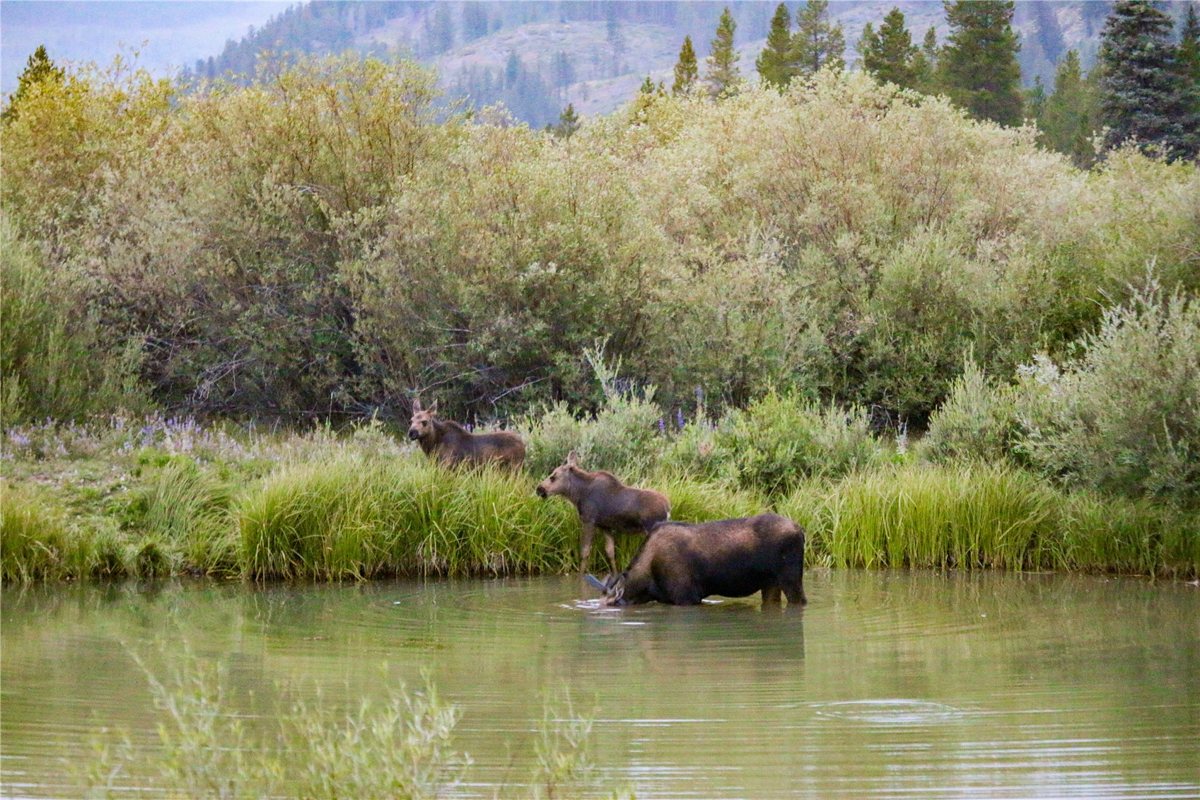 2717 Tiger Road Breckenridge, CO 80424 - Photo 35 of 48