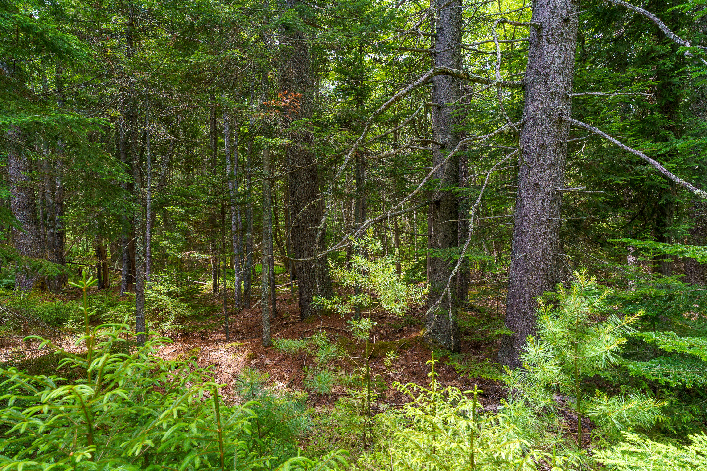 205 Steves Road Boothbay, ME 04537 - Photo 10 of 17 205 Steves Rd. Boothbay-22