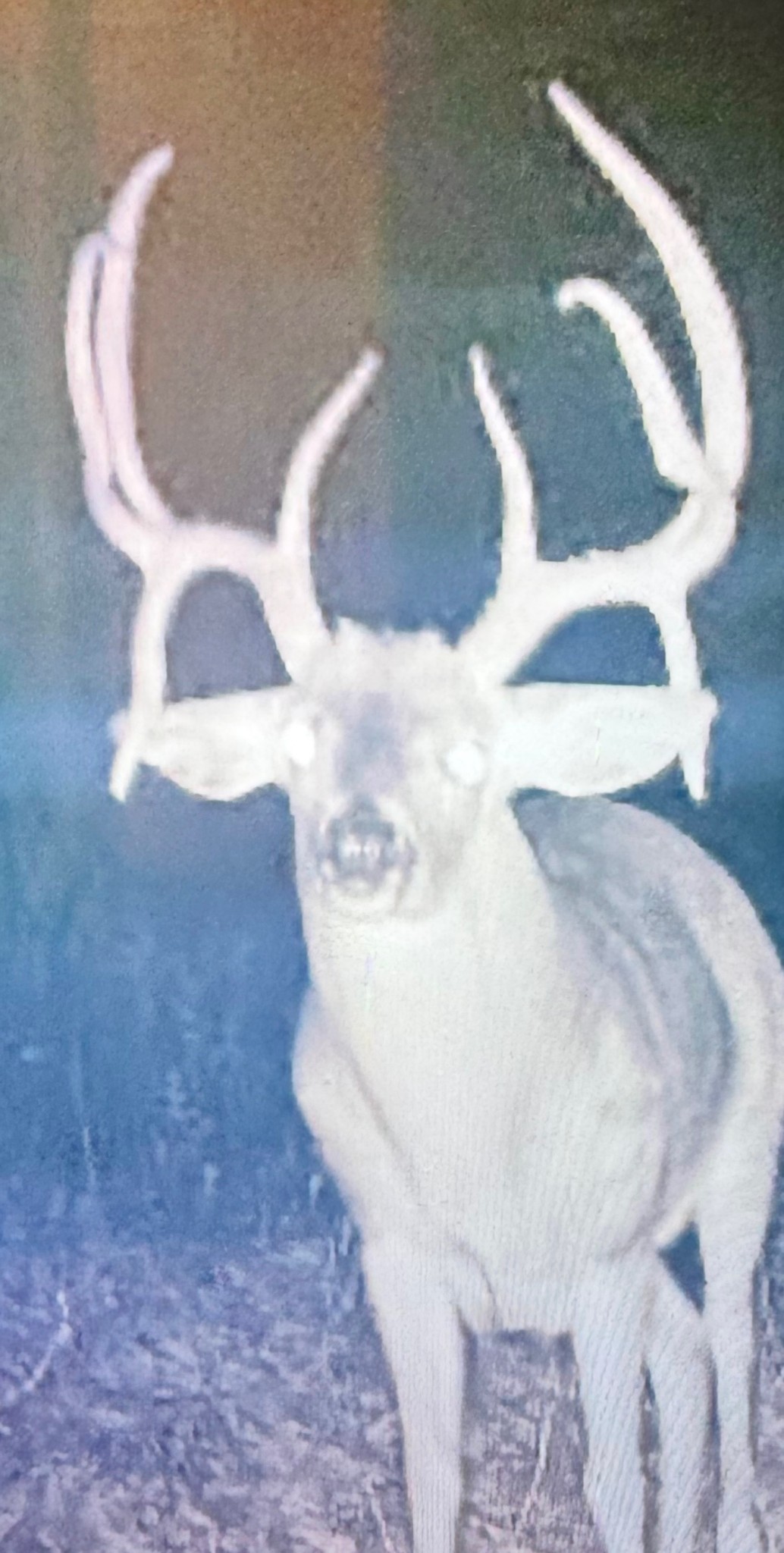 0 Badger Lane Carthage, TN 37030 - Photo 11 of 13