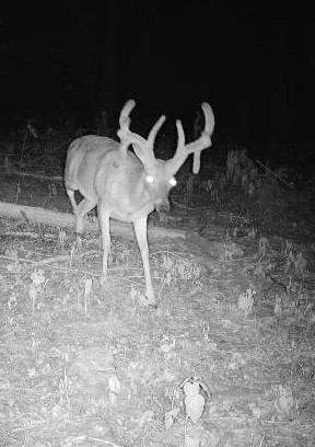 0 Badger Lane Carthage, TN 37030 - Photo 12 of 13