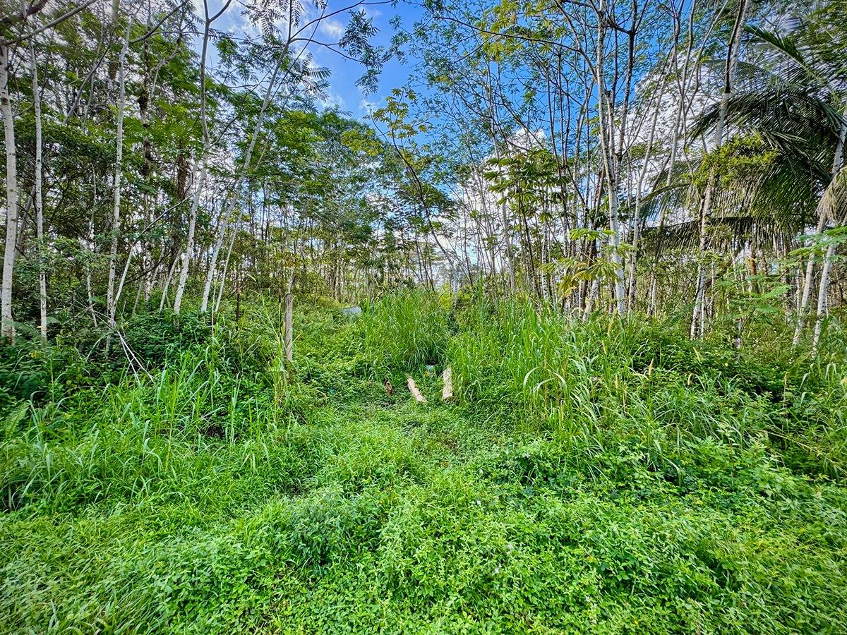 333 Molokai Road Pahoa, HI 96778 - Photo 14 of 16 Gallery Image 14