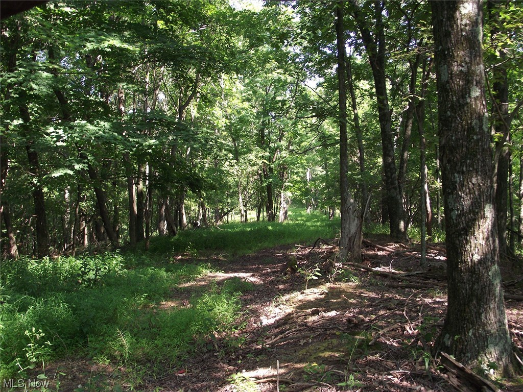 Land is all wooded with path to far end of parcel.