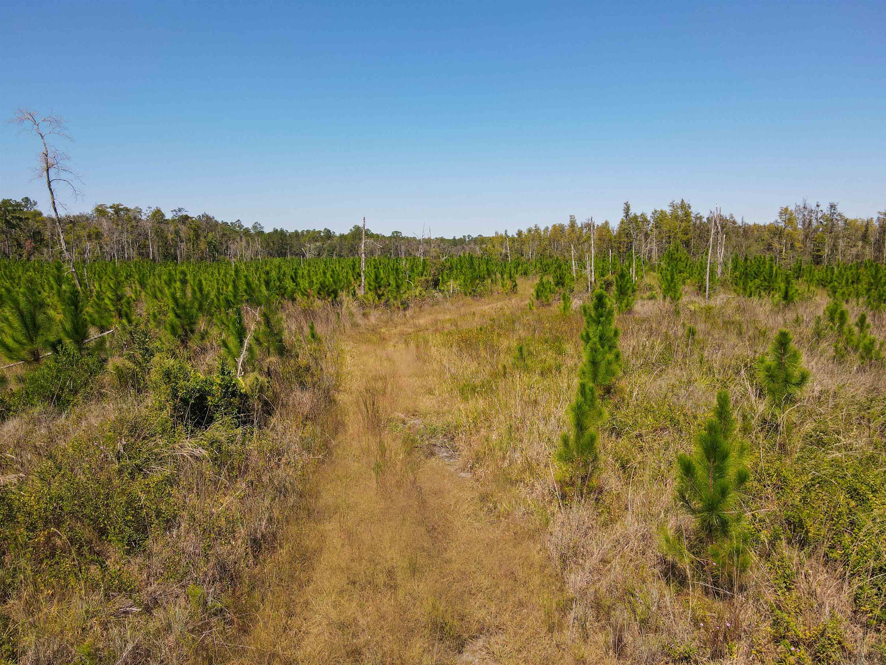 0 Southwest Mount Gilead Road Greenville, FL 32331 - Photo 31 of 33