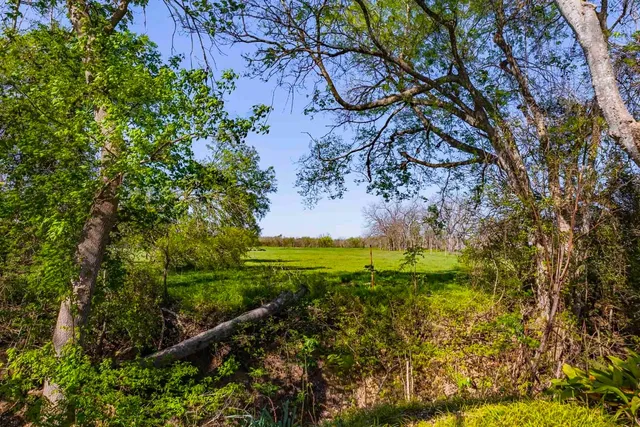 a view of a yard with plants and large trees