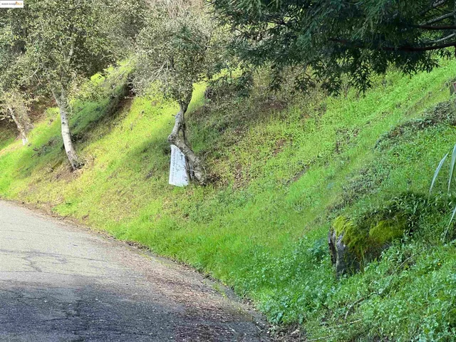 a view of a garden with plants