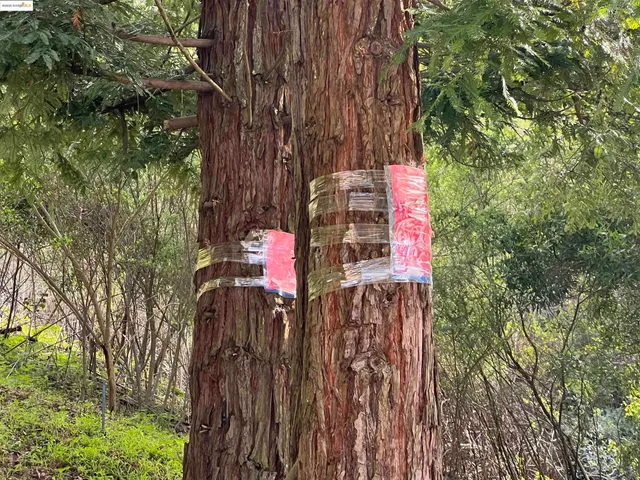 a front view of a house with a tree