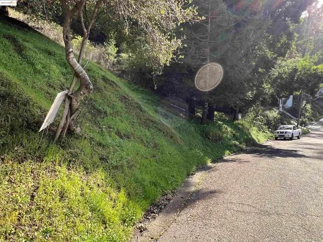 a view of a tree in a yard