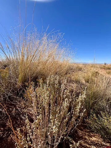 $8,500 | Lot 7 10th Street, Blanca, CO 81123