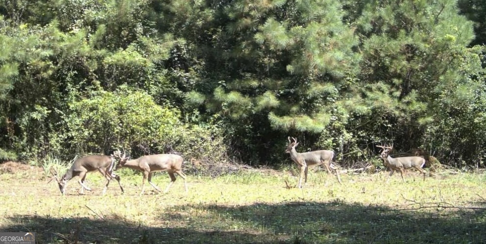 0 Bevis Road Franklin, GA 30217 - Photo 22 of 36