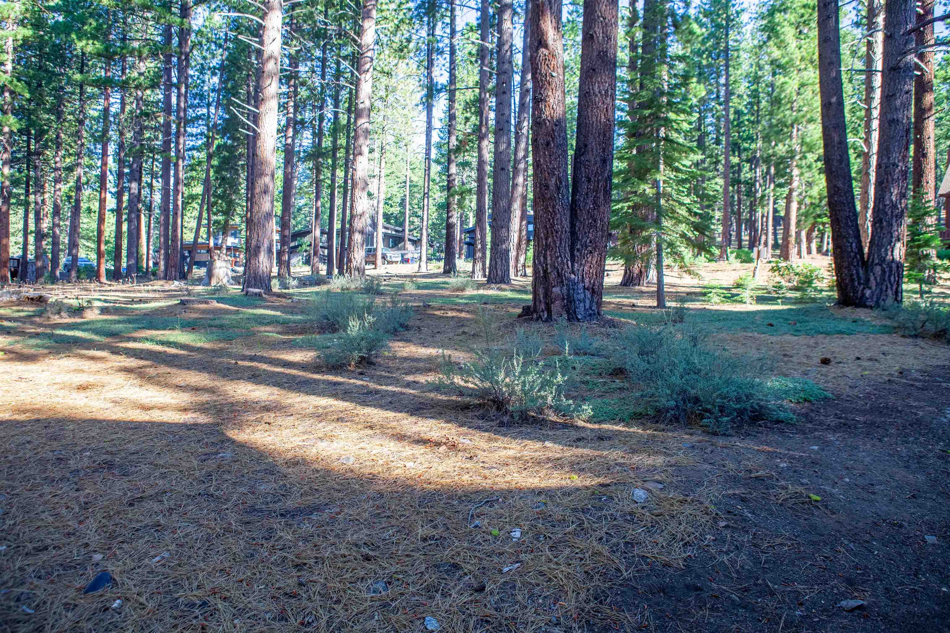 11561 Bottcher Loop Truckee, CA 96161 - Photo 11 of 21 a view of a tree in the middle of a yard