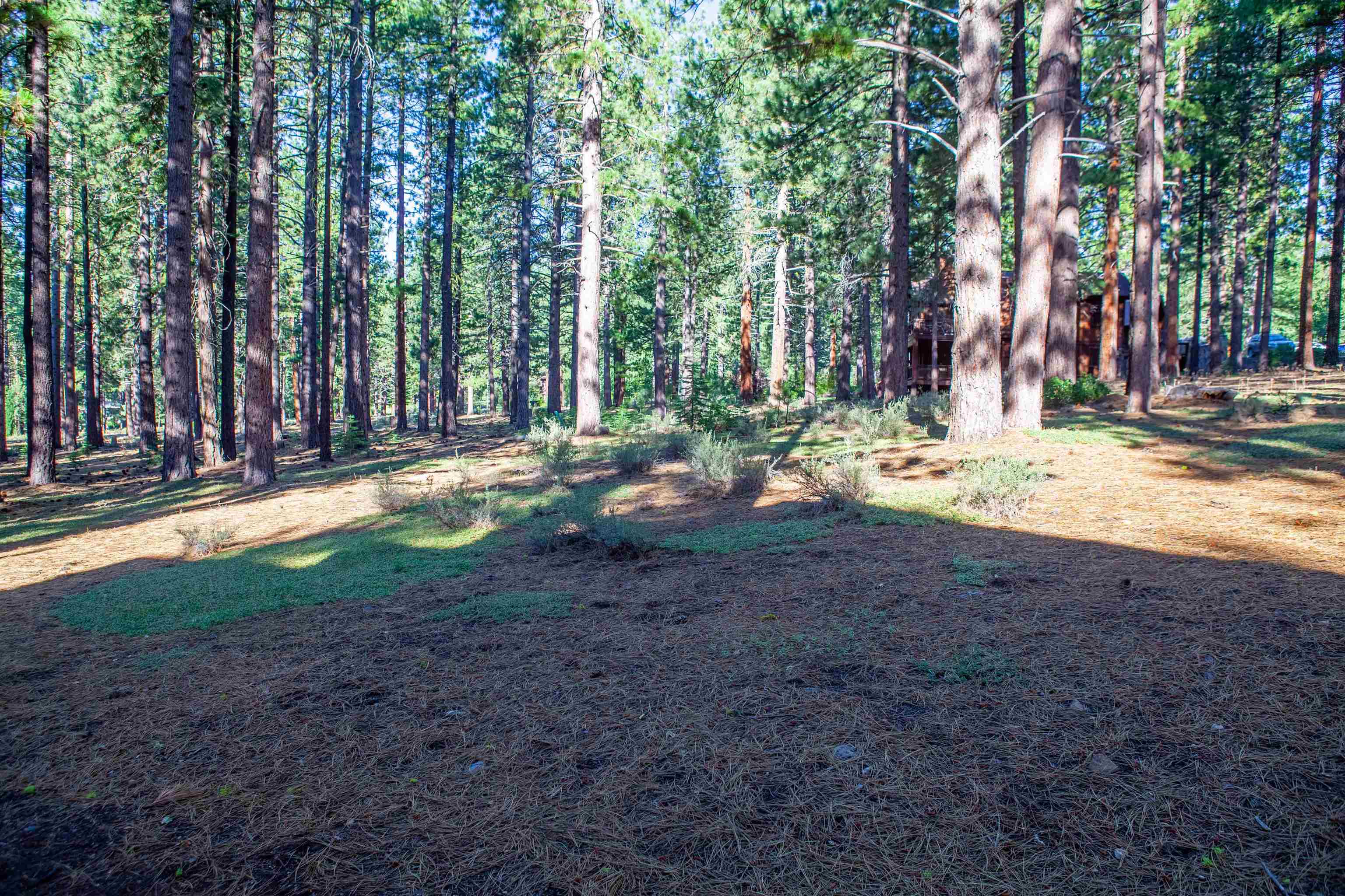 11561 Bottcher Loop Truckee, CA 96161 - Photo 12 of 21 a view of a yard with tree s