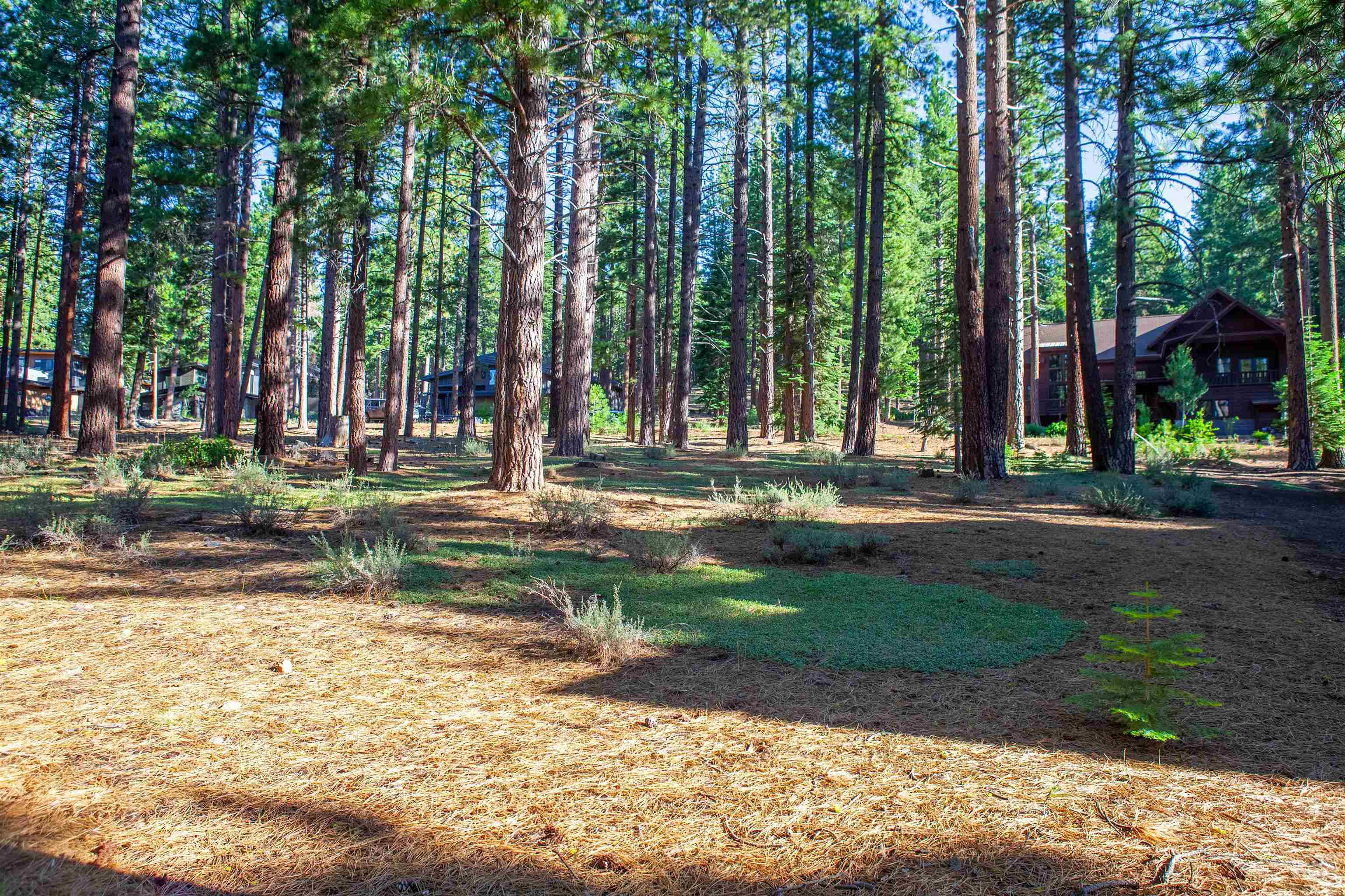 11561 Bottcher Loop Truckee, CA 96161 - Photo 13 of 21 a view of a park with large trees