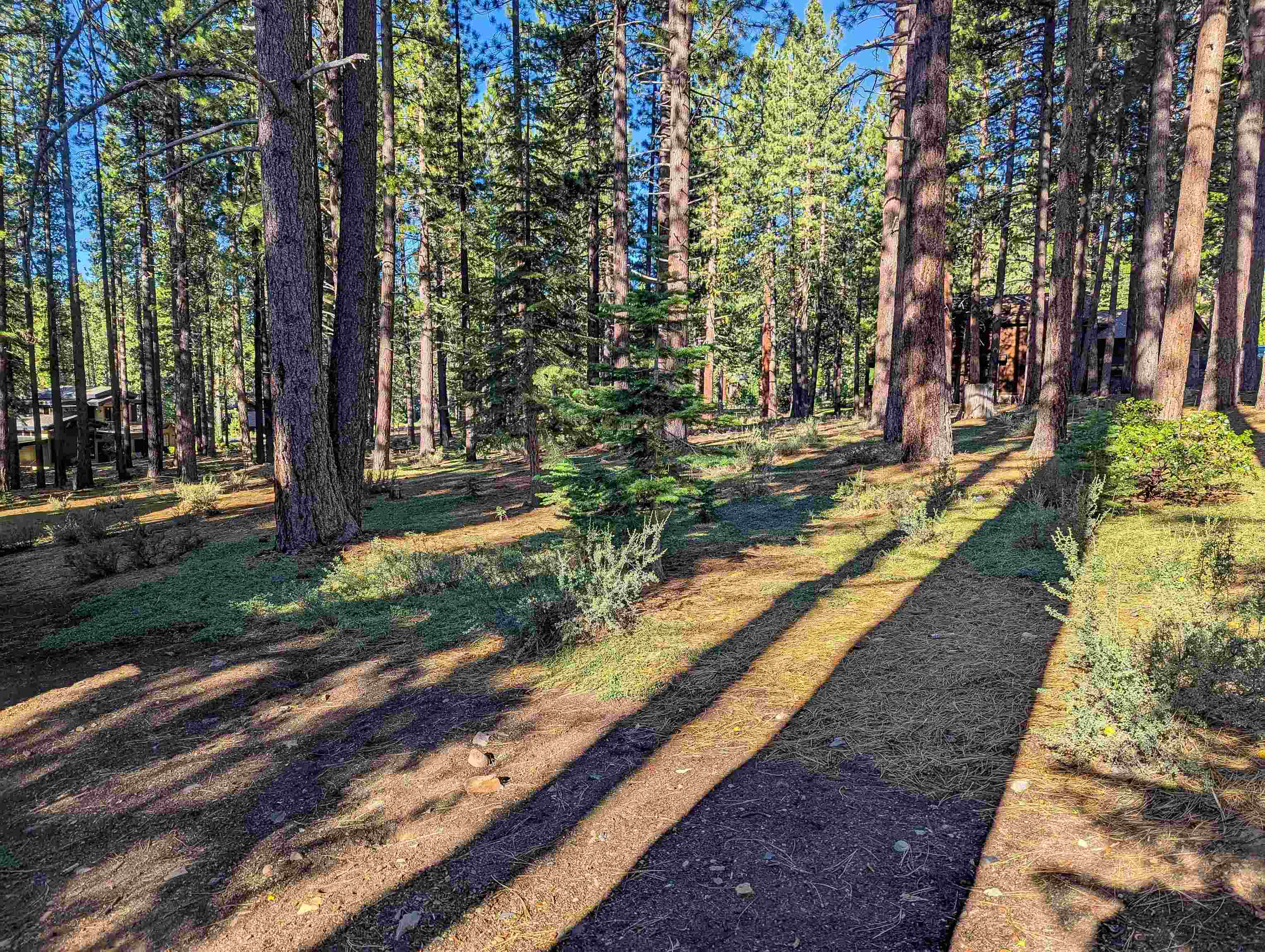 11561 Bottcher Loop Truckee, CA 96161 - Photo 2 of 21 a view of a yard with plants and trees