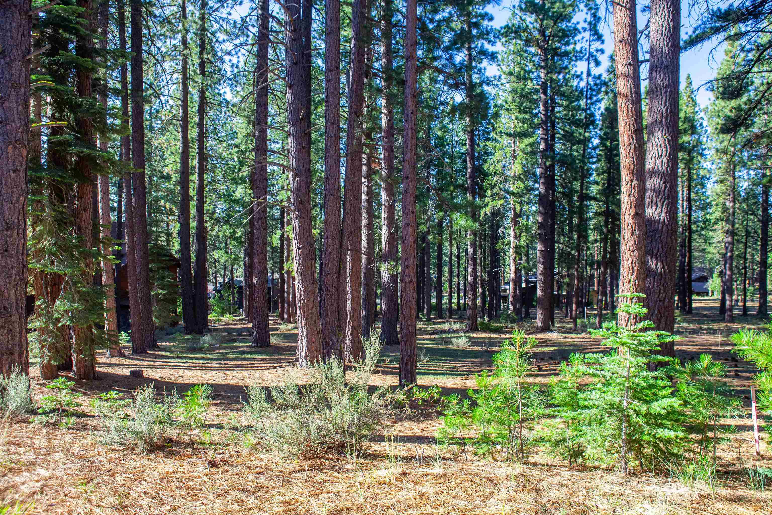 11561 Bottcher Loop Truckee, CA 96161 - Photo 21 of 21 a house with trees in front of it