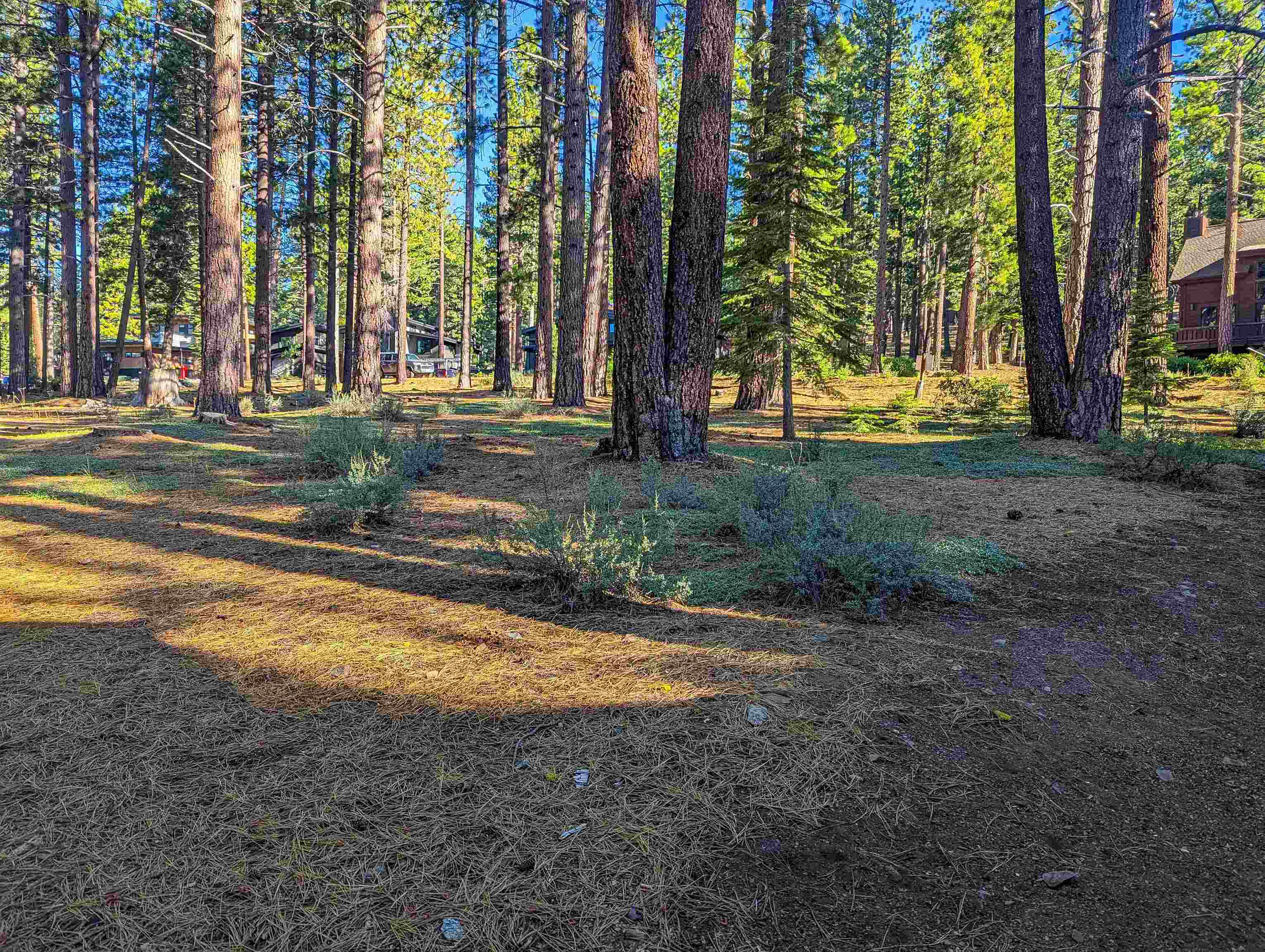 11561 Bottcher Loop Truckee, CA 96161 - Photo 4 of 21 a view of a tree in front of a yard
