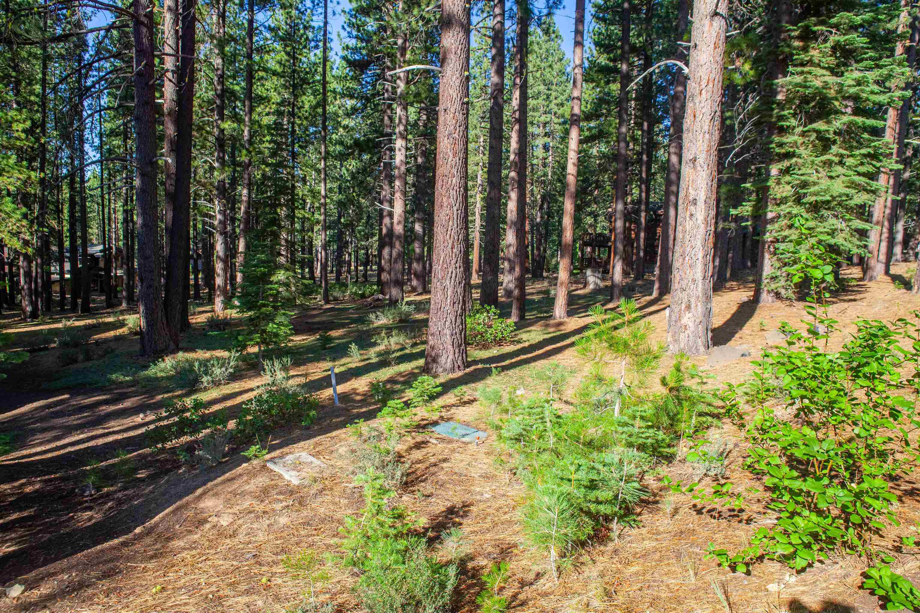 11561 Bottcher Loop Truckee, CA 96161 - Photo 5 of 21 a view of a backyard with pathway