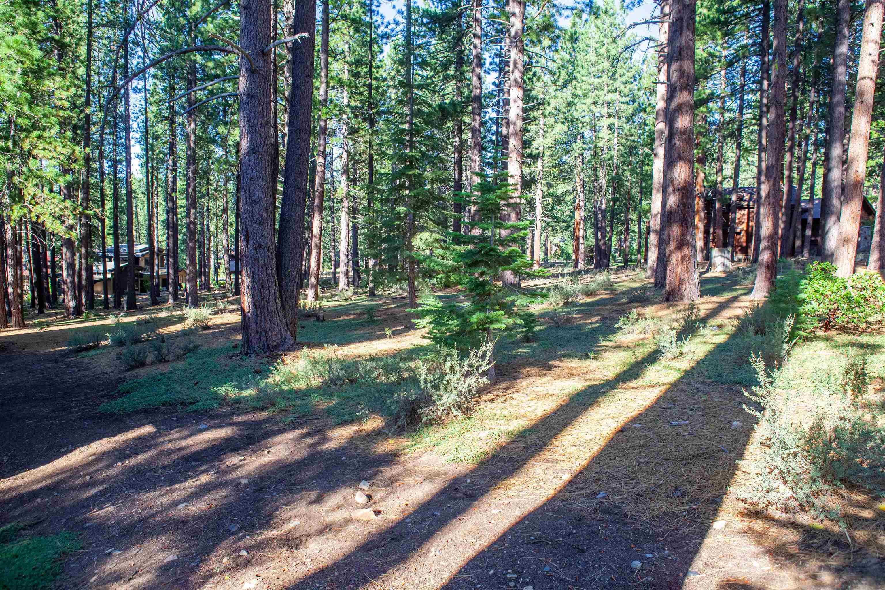 11561 Bottcher Loop Truckee, CA 96161 - Photo 7 of 21 a view of a yard with large trees