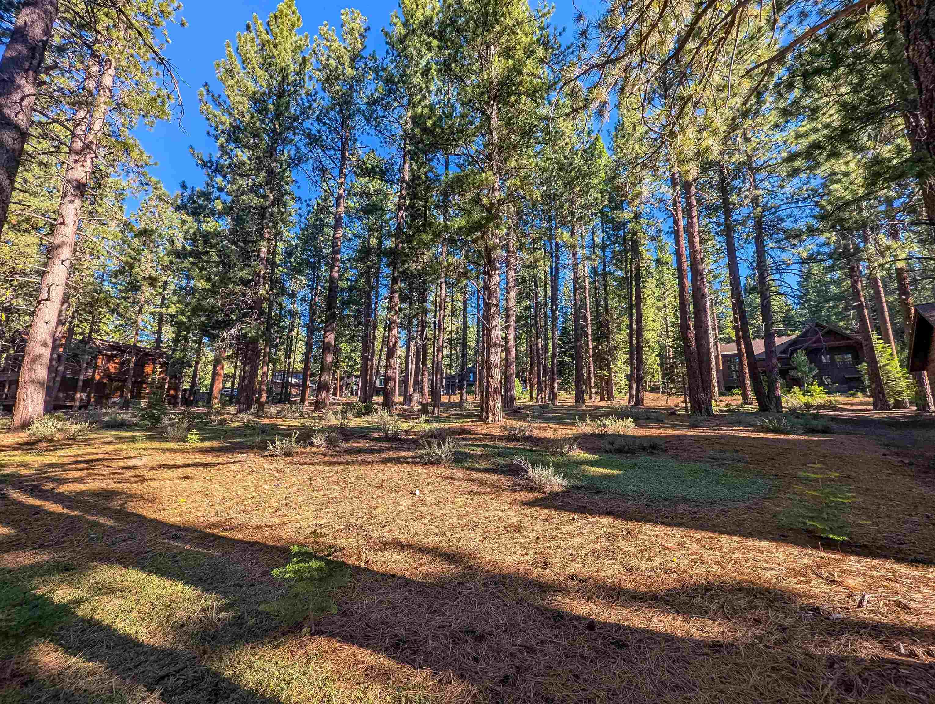 11561 Bottcher Loop Truckee, CA 96161 - Photo 8 of 21 a view of a yard with a fountain