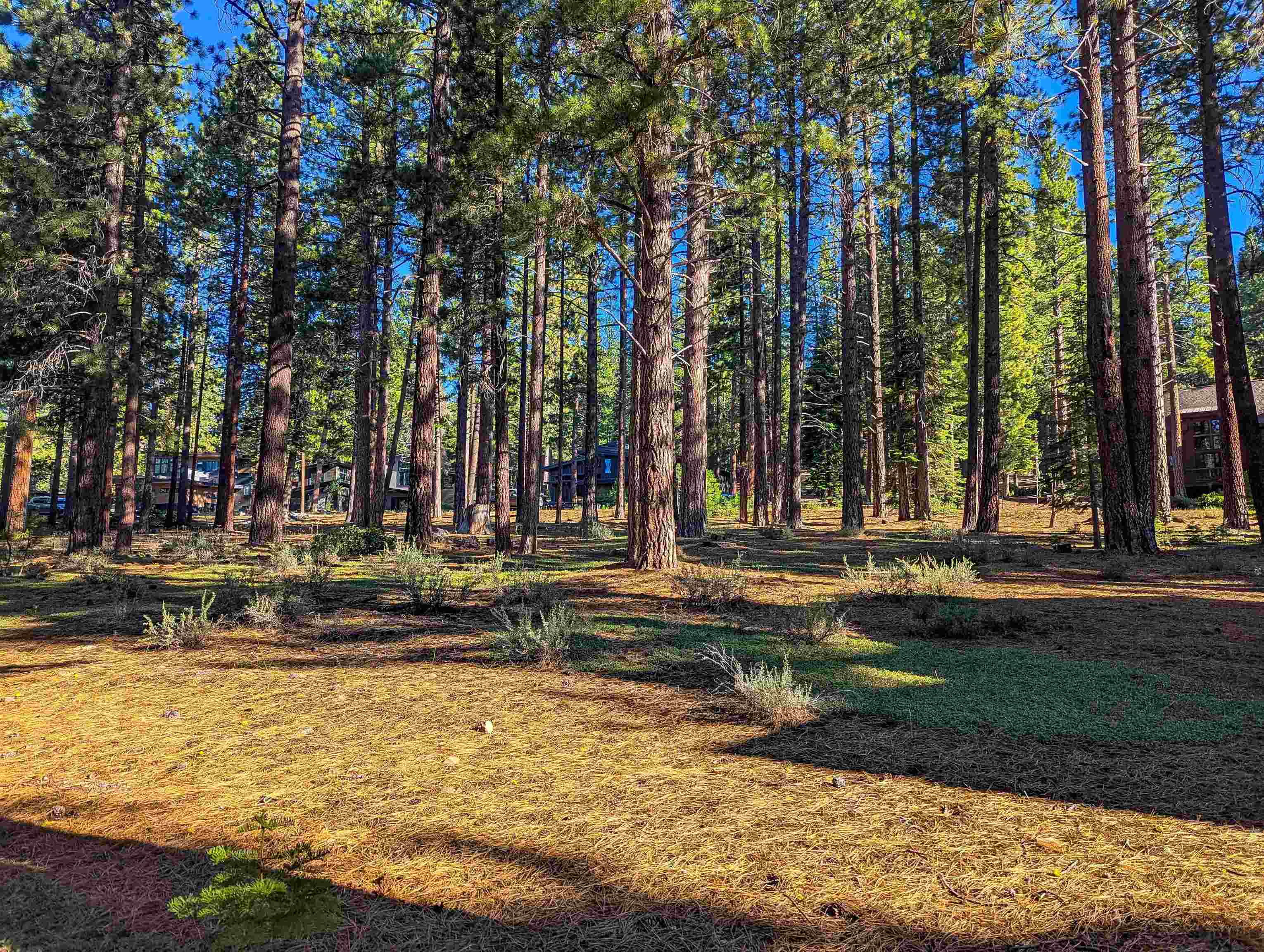 11561 Bottcher Loop Truckee, CA 96161 - Photo 9 of 21 a view of swimming pool with lawn chairs and large trees