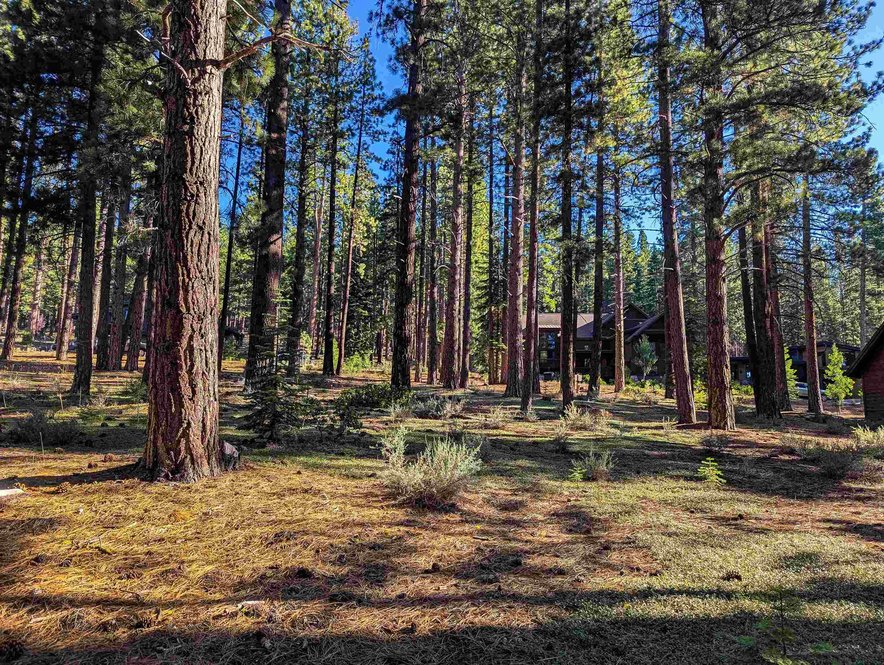 11561 Bottcher Loop Truckee, CA 96161 - Photo 10 of 21 a backyard of a house with lots of green space