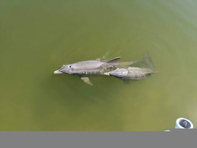 $3,495 | 560 Paula Avenue, Merritt Island, FL 32953