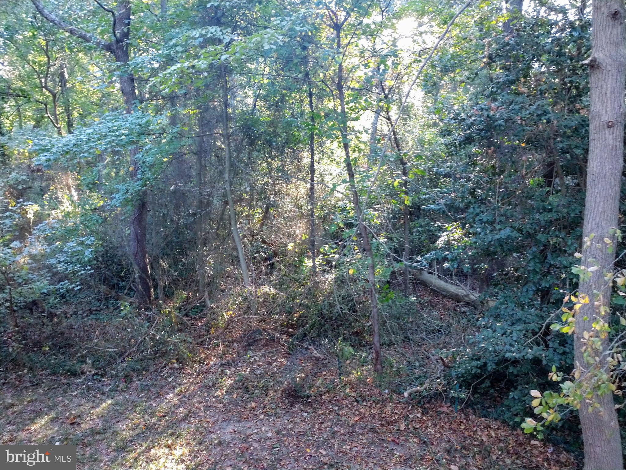 106 Tamarack Road Chestertown, MD 21620 - Photo 11 of 13 Back Yard