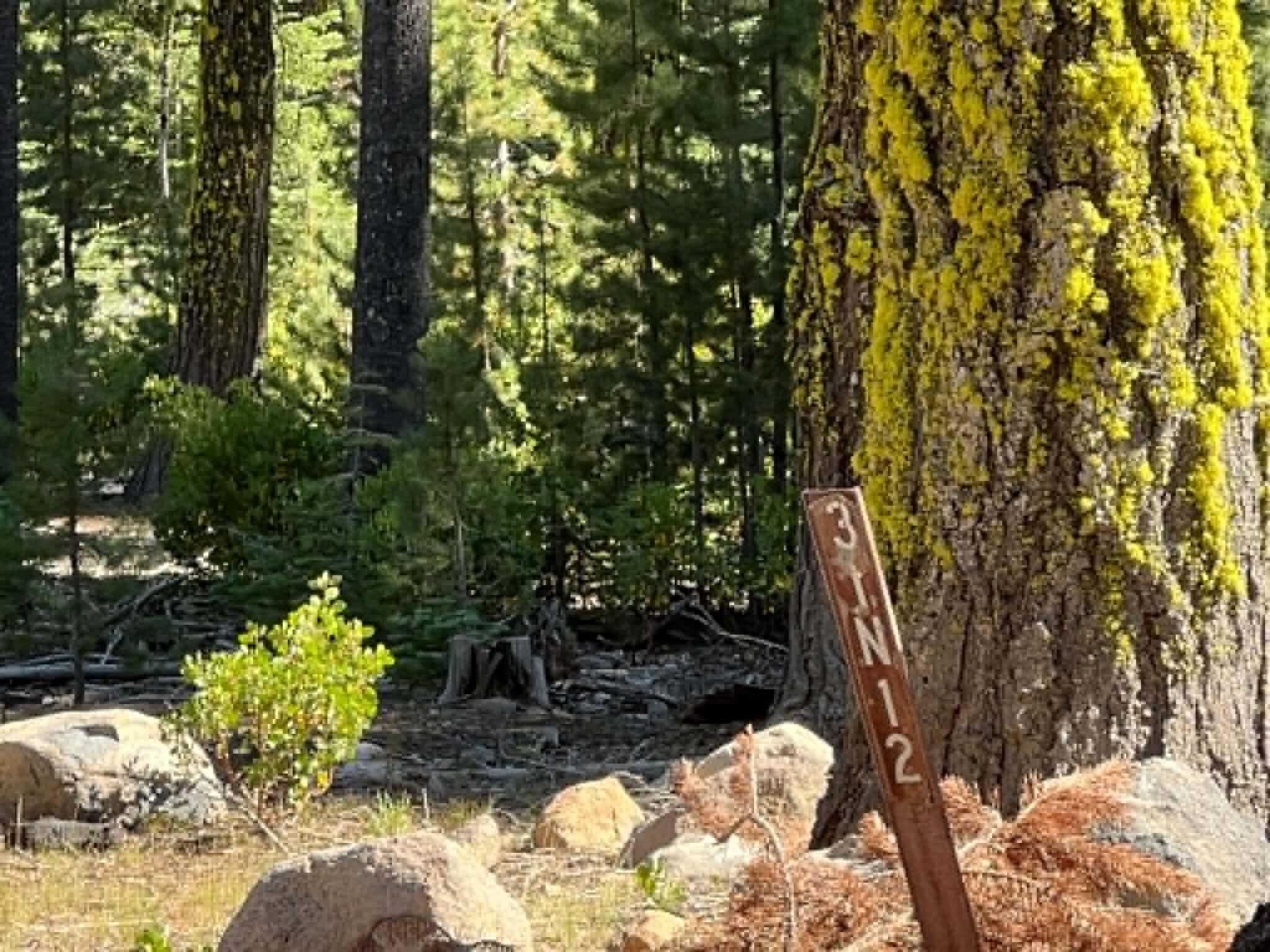 0 Logging Road Shingletown, CA 96088 - Photo 4 of 32 a view of yard in the backyard