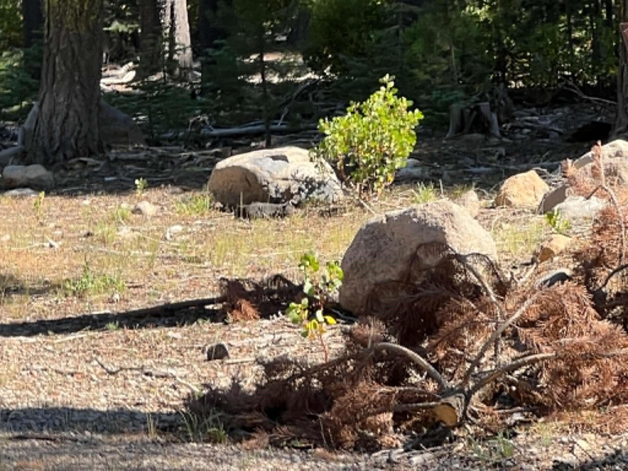 0 Logging Road Shingletown, CA 96088 - Photo 5 of 32 a view of a bunch of flowers and trees