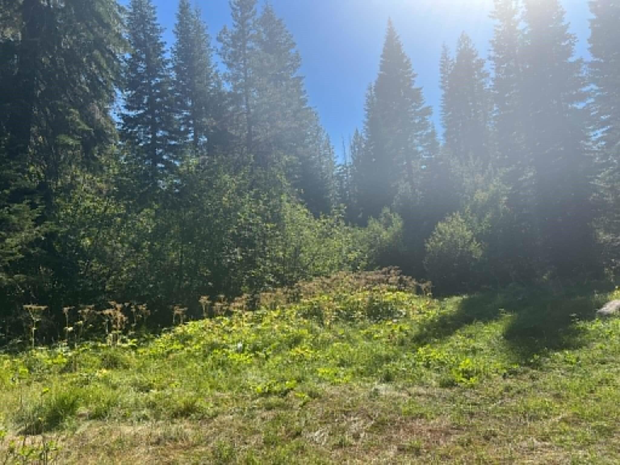 0 Logging Road Shingletown, CA 96088 - Photo 7 of 32 a view of a yard