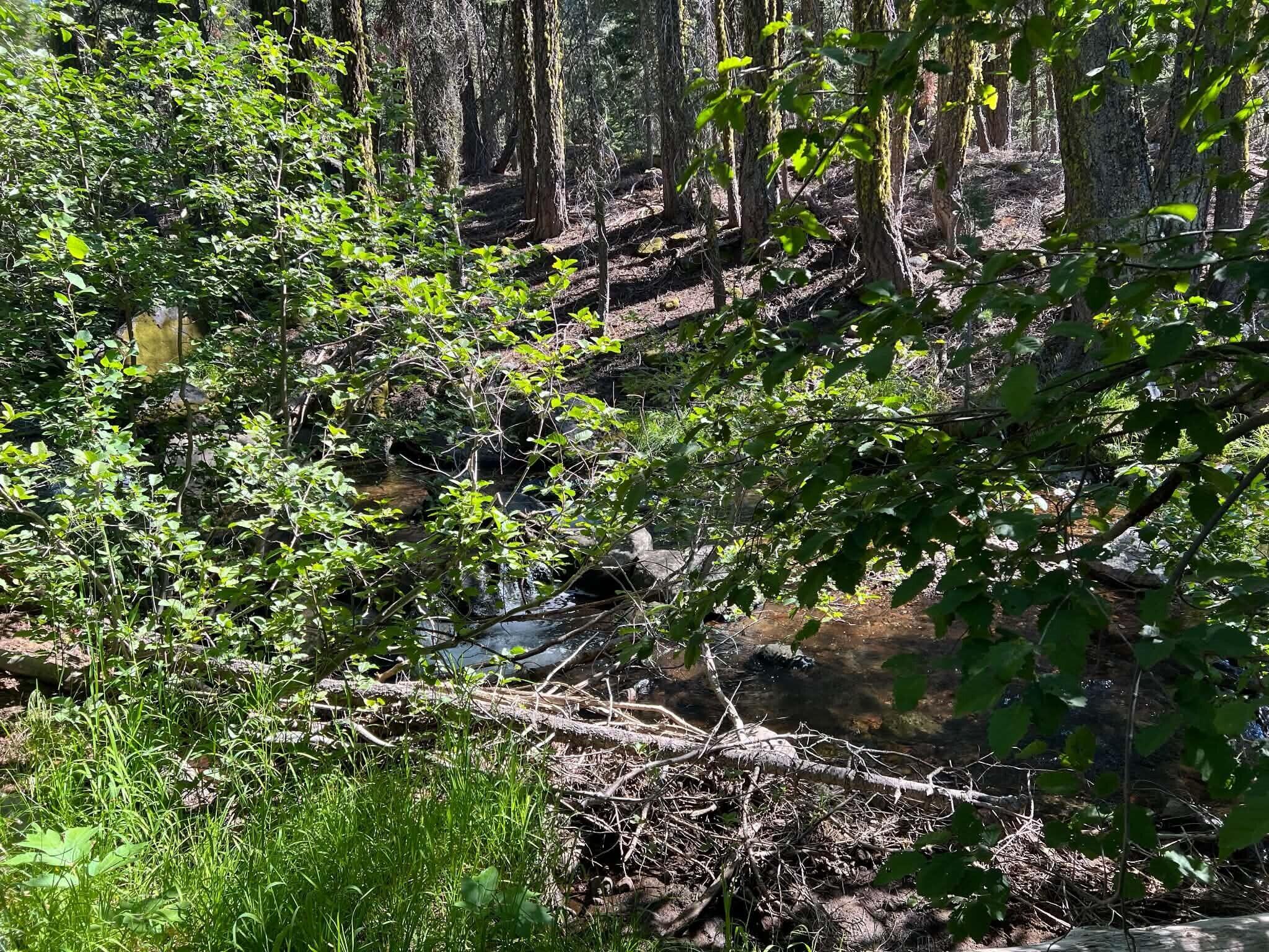 0 Logging Road Shingletown, CA 96088 - Photo 8 of 32 a view of a tree