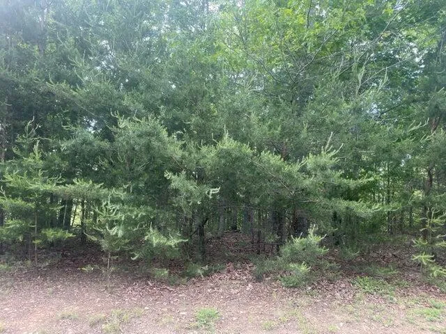 $15,000 | Lot 19 Robin Ridge Court, Pittsville, VA 24139