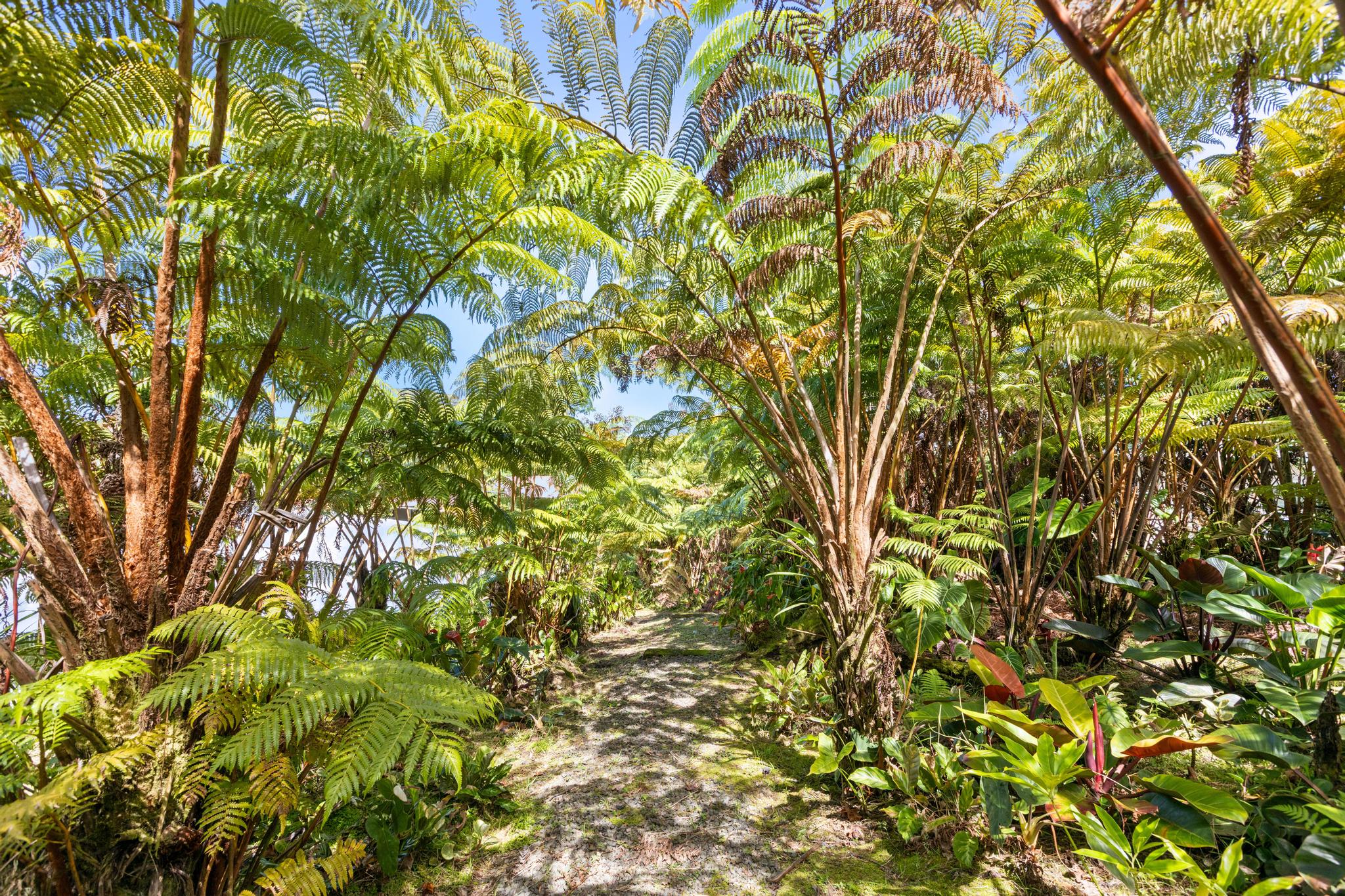 53 Ekaha Street Hilo, HI 96720 - Photo 20 of 29 a view of a tree