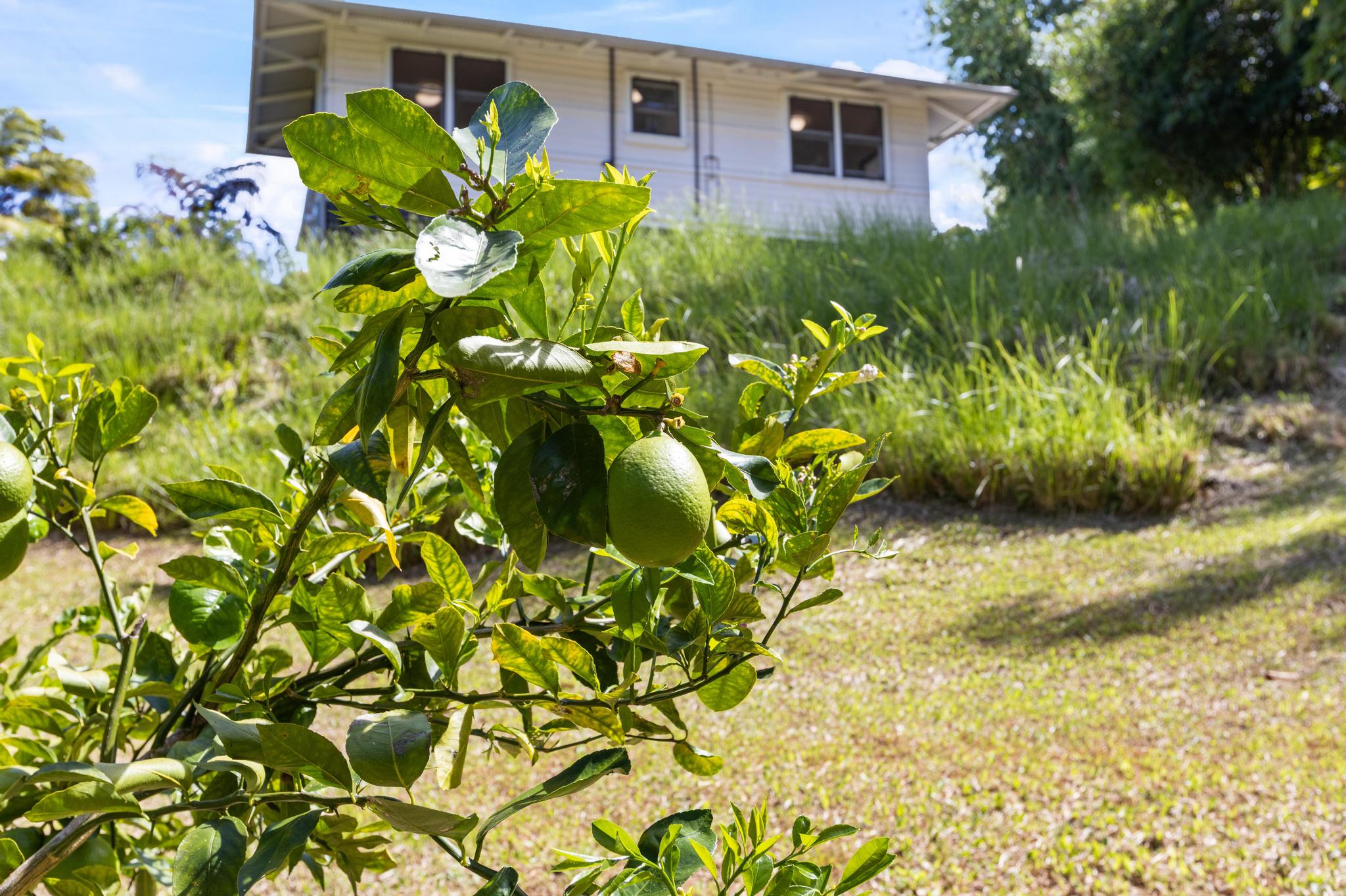53 Ekaha Street Hilo, HI 96720 - Photo 27 of 29 a backyard of a house with lots of green space