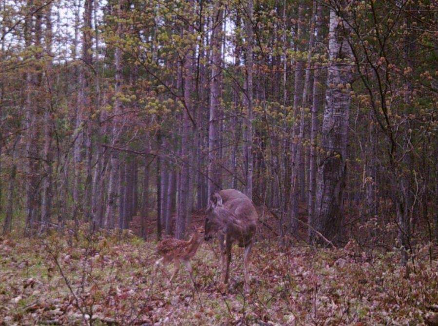 80-acres Wieman Road Gladwin, MI 48624 - Photo 9 of 28 Gallery Image 9