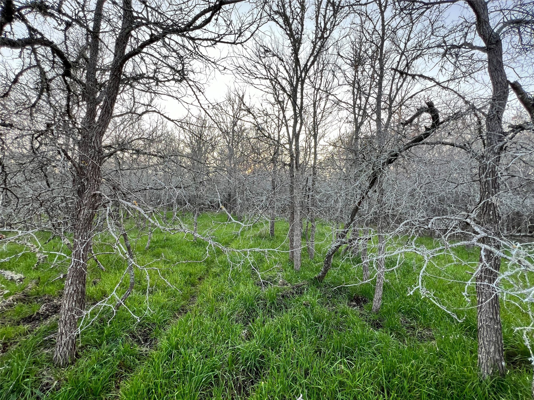 805 Wilderness Road Somerville, TX 77879 - Photo 2 of 10 a backyard of a house with lots of green space