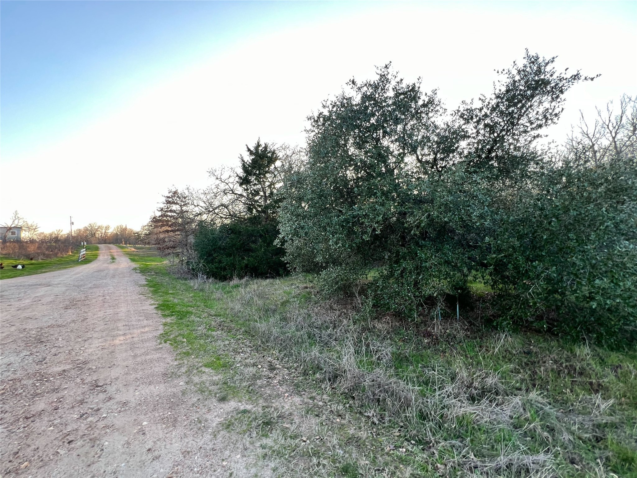 805 Wilderness Road Somerville, TX 77879 - Photo 5 of 10 a view of a dirt road with trees in the background