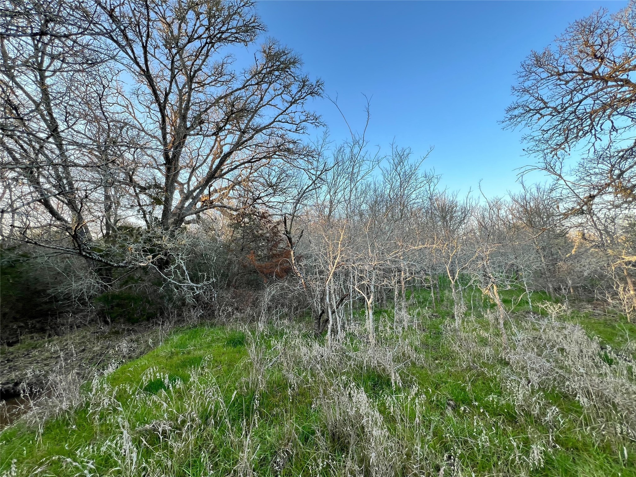 805 Wilderness Road Somerville, TX 77879 - Photo 6 of 10 a view of a garden
