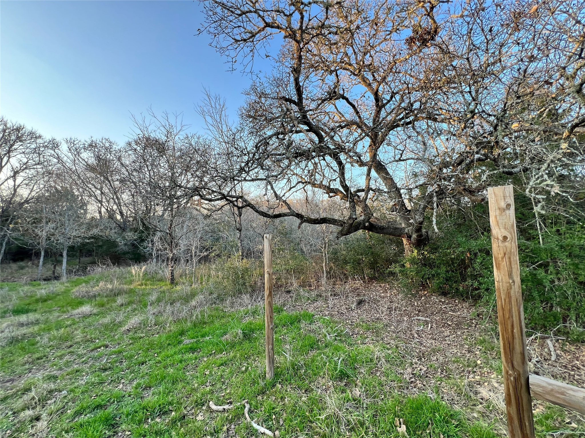 805 Wilderness Road Somerville, TX 77879 - Photo 7 of 10 a backyard of a house with lots of green space