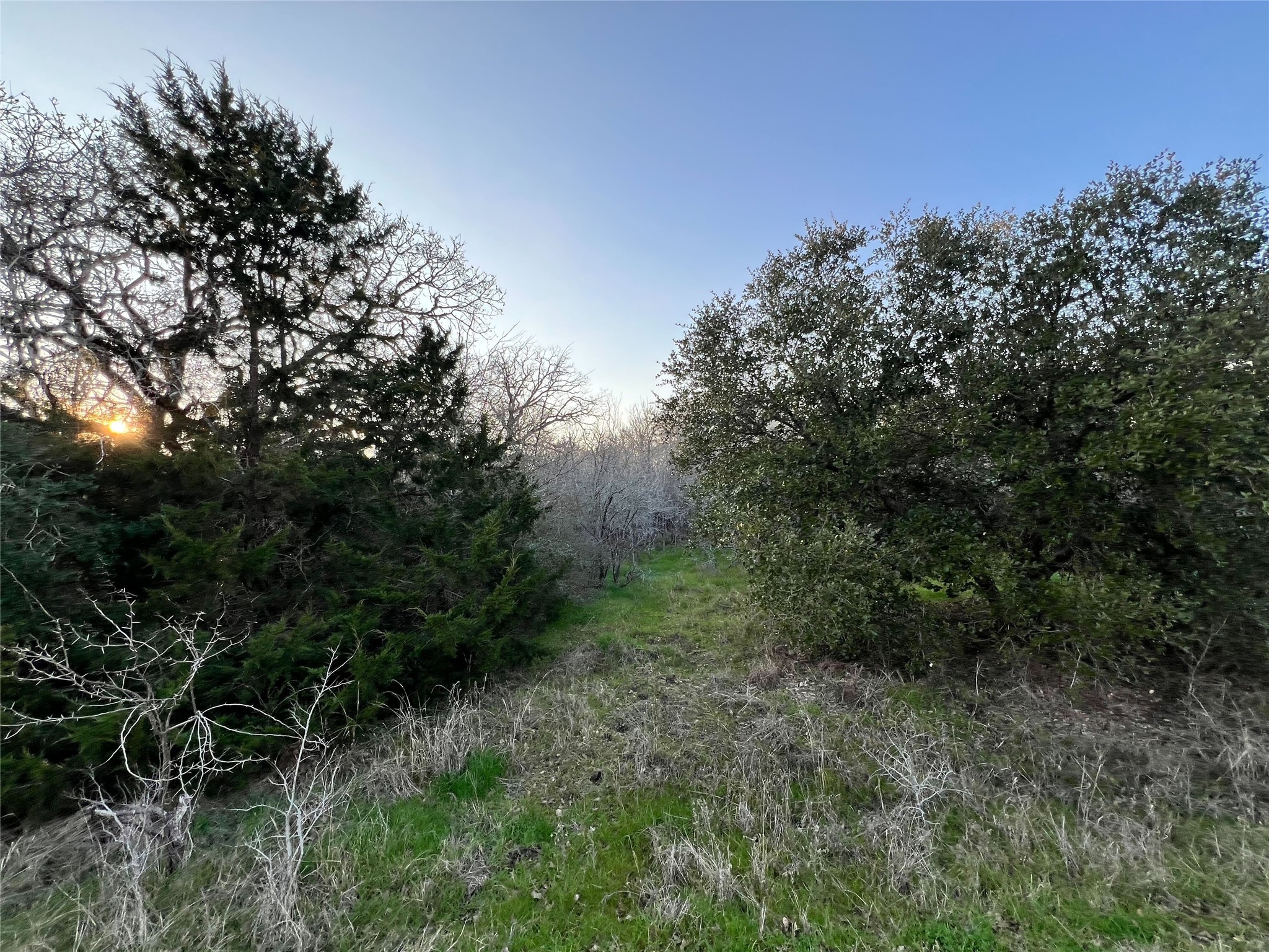 805 Wilderness Road Somerville, TX 77879 - Photo 8 of 10 a view of a lush green forest with lots of trees