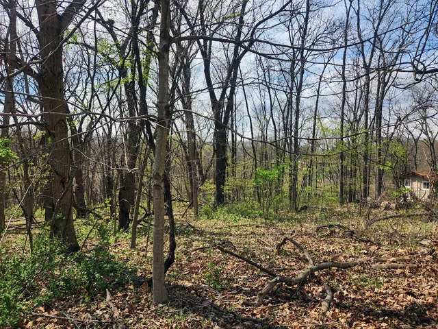 a big yard with lots of green space and trees