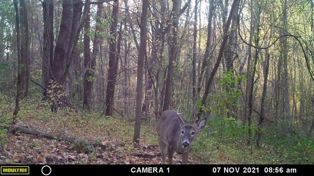 57640 St John Road Quaker City, OH 43773 - Photo 4 of 51 Buck-3