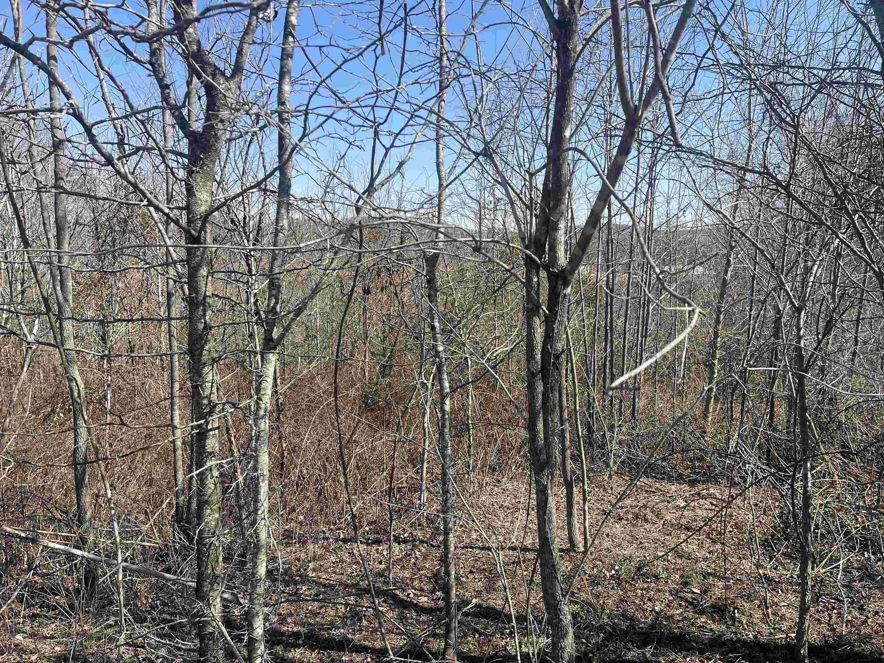 3 David Brown Road Waynesboro, TN 38485 - Photo 4 of 15