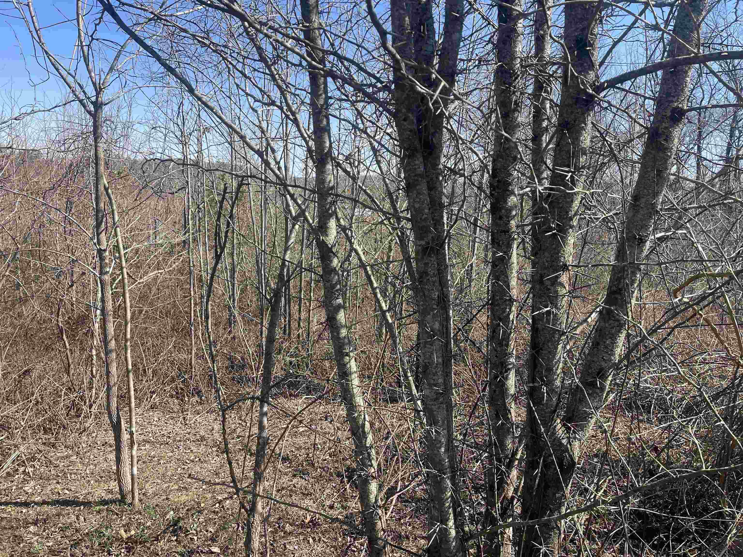 3 David Brown Road Waynesboro, TN 38485 - Photo 5 of 15