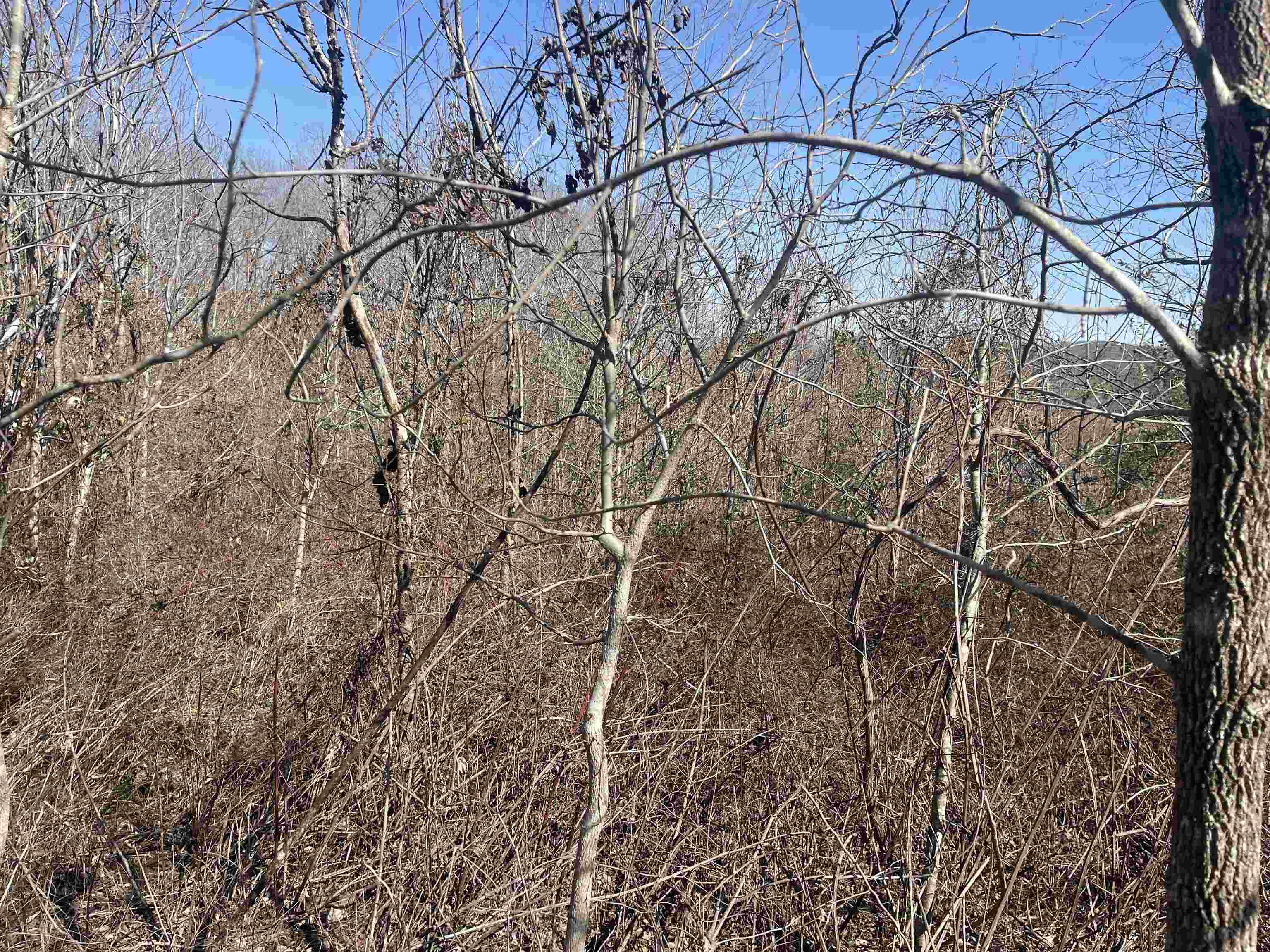 3 David Brown Road Waynesboro, TN 38485 - Photo 7 of 15