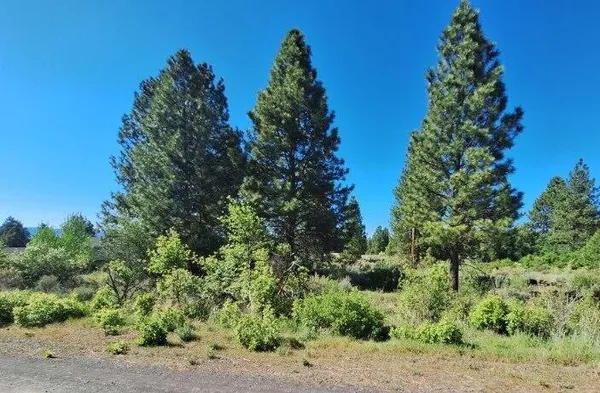 an outdoor space with lots of trees