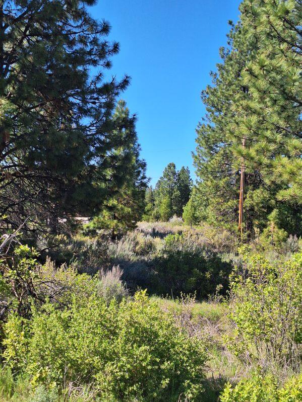 Shoreview Drive Chiloquin, OR 97624 - Photo 3 of 12 a view of a forest with a tree